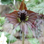 Bat Plant (Tacca chantrieri)