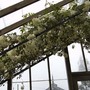Pandorea (Pandorea pandorana alba)