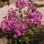 Arabis (Arabis blepharophylla)