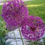 Purple Allium