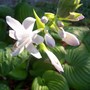Hosta (Hosta sieboldiana 'Elegans')