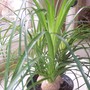 Beaucarnea