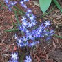Chionodoxa