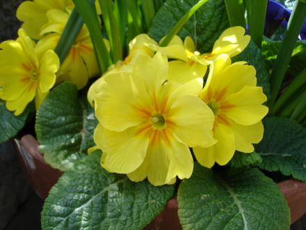 yellow primrose (primula)