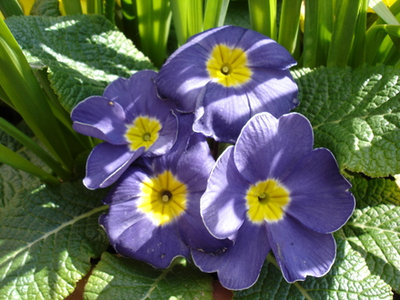 purple primrose (primula)