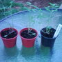 Garden_photo_s_134