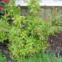 Spiraea japonica