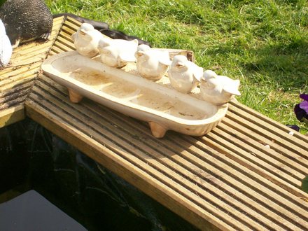 bird bath 