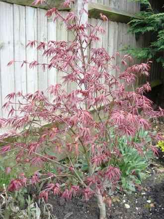 A garden flower photo (Acer palmatum)