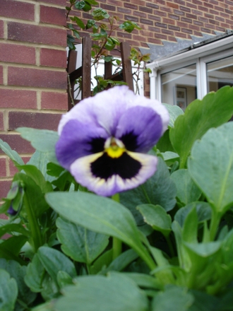 A garden flower photo (viola)