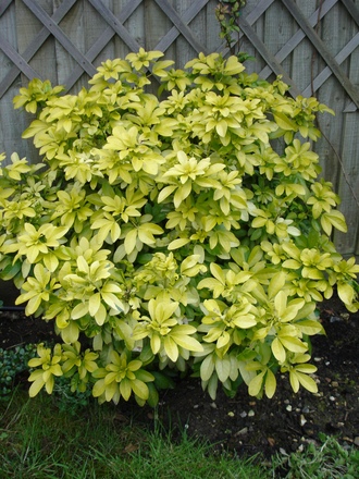 A garden flower photo (Choisya ternata)