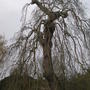 Fraxinus excelsior