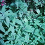 Garden_photo_s_095