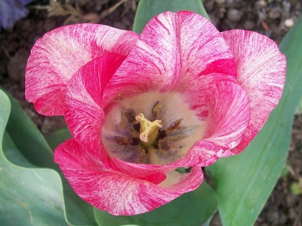 21_4_27.jpg (Tulipa)