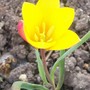tiny little red and yellow tulip (Tulipa clusiana (Tulip))