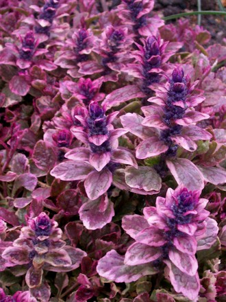 21_4_1.jpg (Ajuga reptans (Bugle))