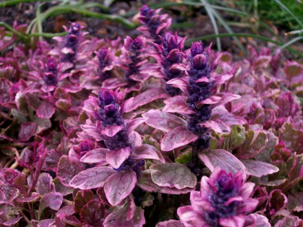 21_4_15.jpg (Ajuga reptans (Bugle))
