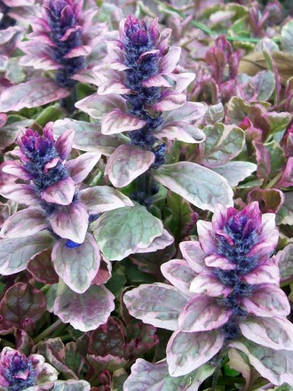21_4_18.jpg (Ajuga reptans (Bugle))