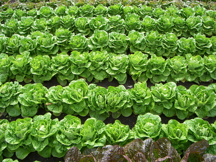 Trials at Wisley (Lactuca sativa)