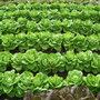 Lactuca sativa