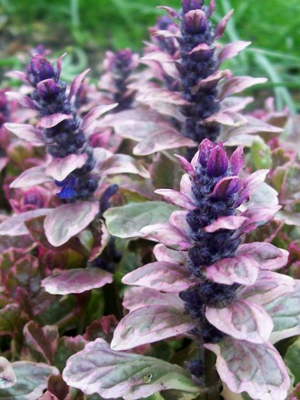 21_4_19.jpg (Ajuga reptans (Bugle))