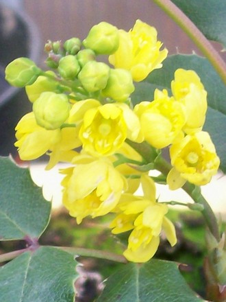 Mahonia aquifolium (Mahonia aquifolium)