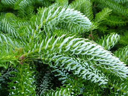 Abies koreana 'Silberlocke' (Abies koreana)