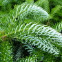Abies koreana