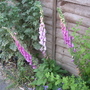 Foxgloves (summer 2007)