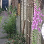 Foxgloves_down_the_fence