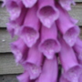 Foxglove_close_up