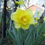 Daffs - April 2008
