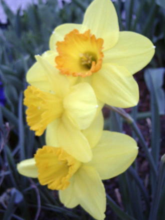 Daffodills (Narcissus)