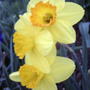 2008-04-21_daffodils_yellow_with_orange_cup