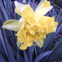 2008-04-21_dbl_yellow_daffodil