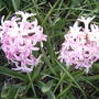 Pink Hyacinth (Hyacinthus orientalis)