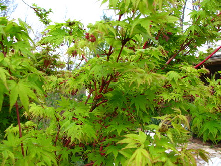 Coral bark maple (Acer Sango Kaku)