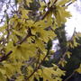 Forsythia  (Forsythia)