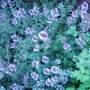 Garden_photo_s_092
