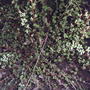 Japanese Barberry(Berberis thunbergii)  (Berberis thunbergii (Barberry))