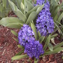 Hyacinths (Hyacinthus orientalis.)