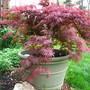 Acer palmatum