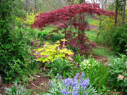 maple, chantilly lace (Acer Palmatum dissectum 'Chantilly Lace')