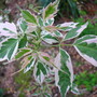 Acer negundo