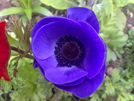 anenome red (anenome)