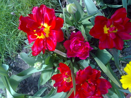 tulips
