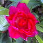 tulip red
