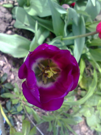 tulip purple