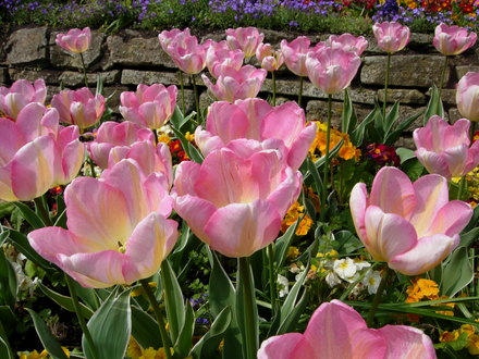 Tulips in the sun
