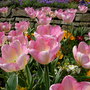 Tulips in the sun
